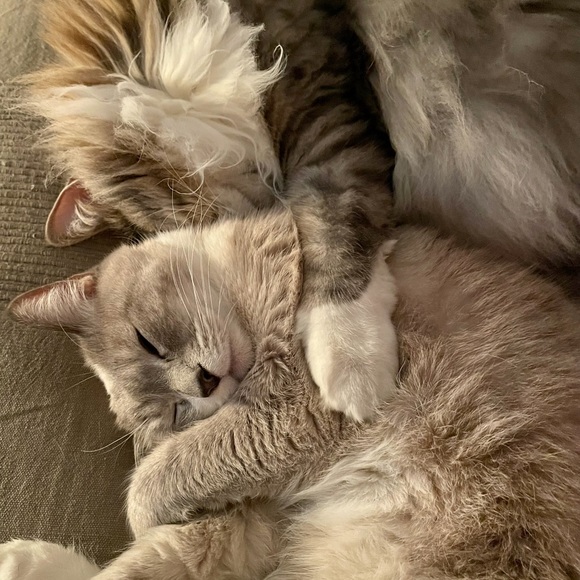 Meet your Posher, Rebecca - Picture 2 of 3